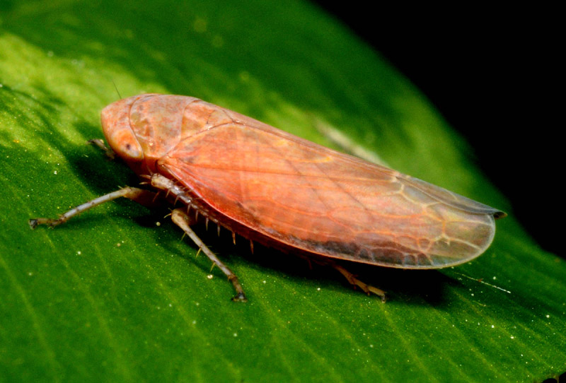 Cicadella da det. 2